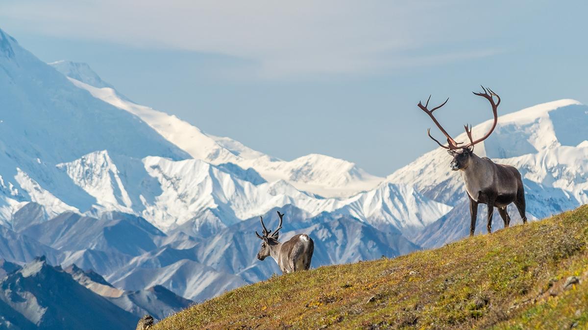 Article Cards Featured Image Majestic caribou bull in front of the mount Denali,   mount Mckinley , Alaskal