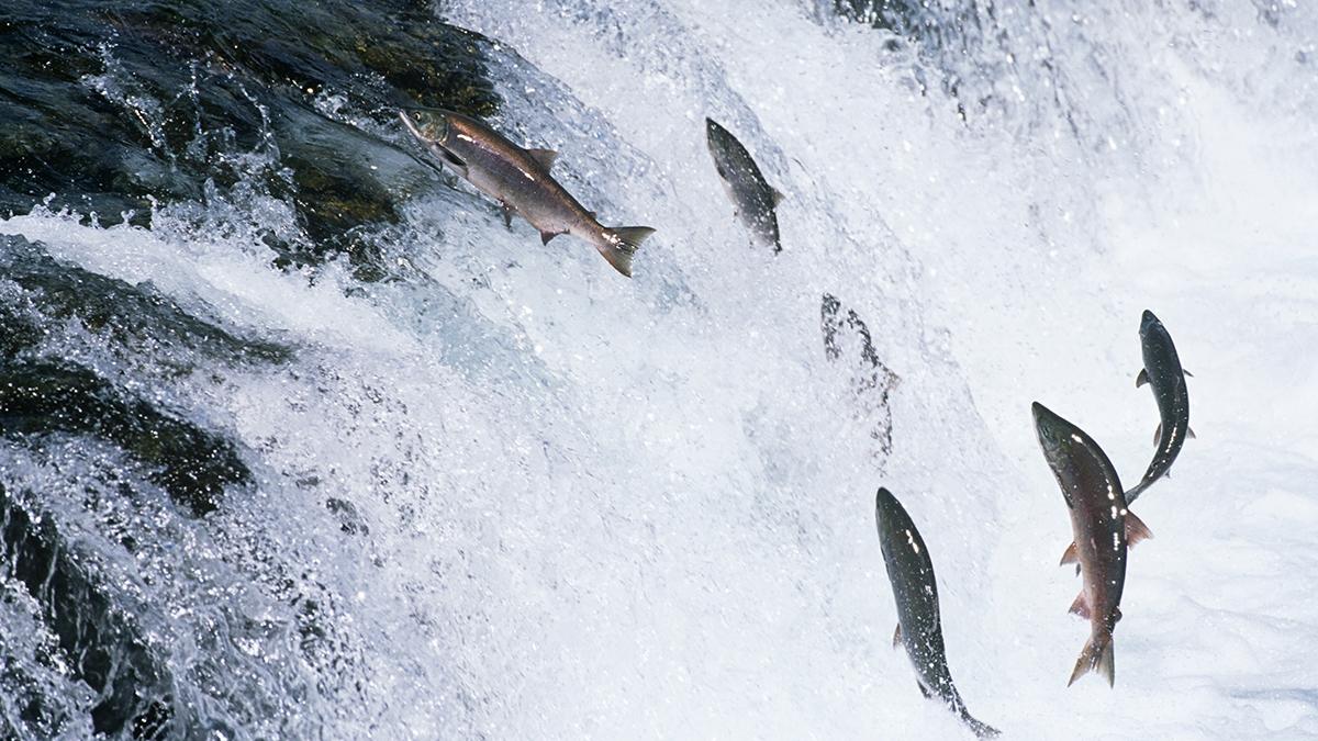 Article Cards Featured Image atlantic salmon hero