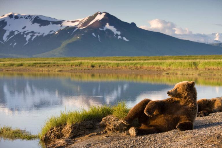 bear and salmon bear lounging along riverbank x