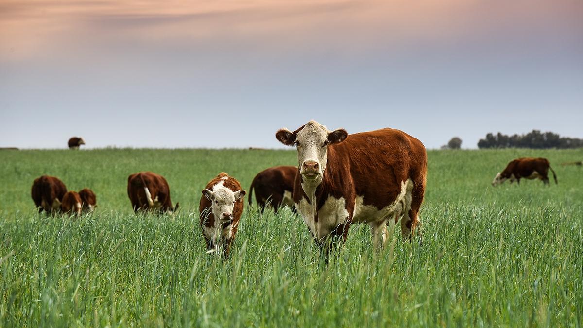 Article Cards Featured Image Cattle raising with natural pastures in Pampas countryside, La