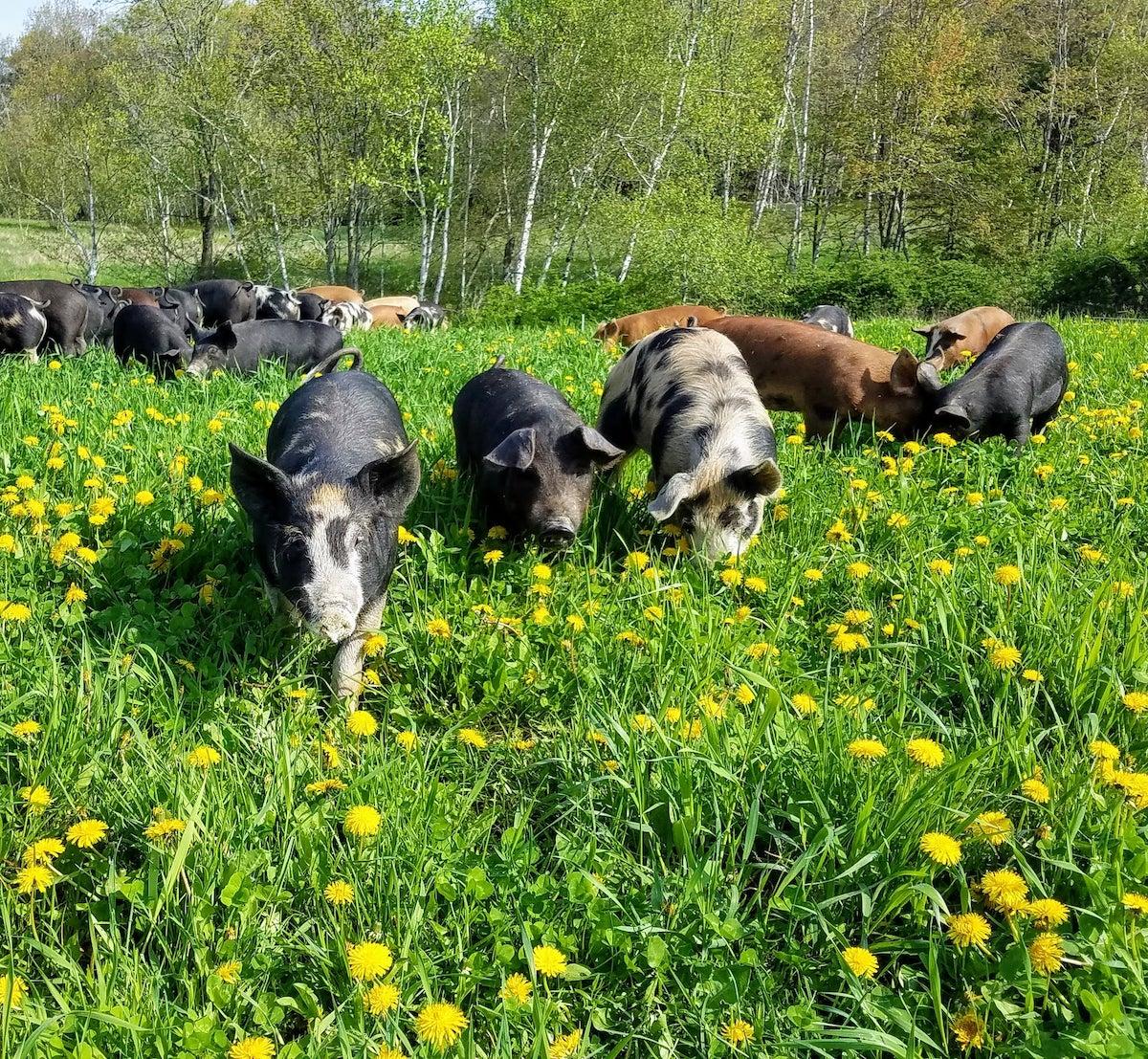 Article Cards Featured Image pigs in pasture