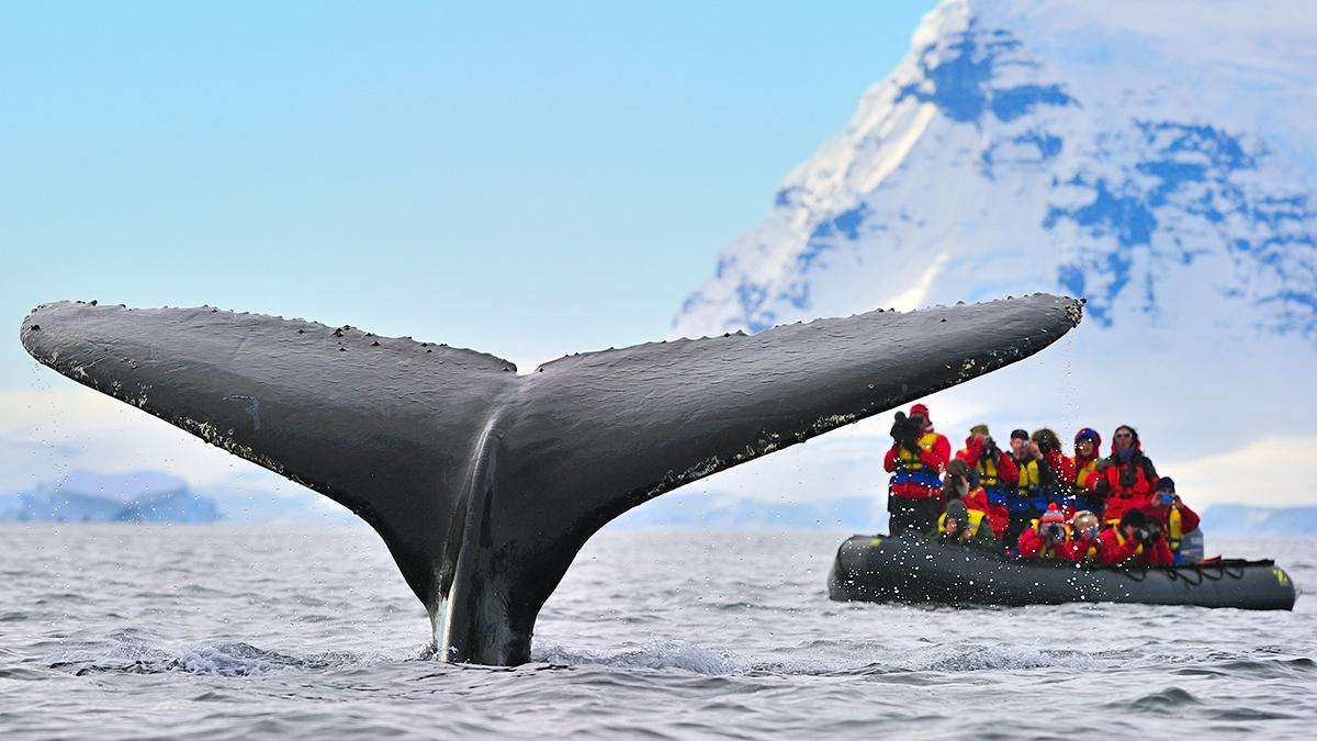 Article Cards Featured Image visit antarctica whale tail hero