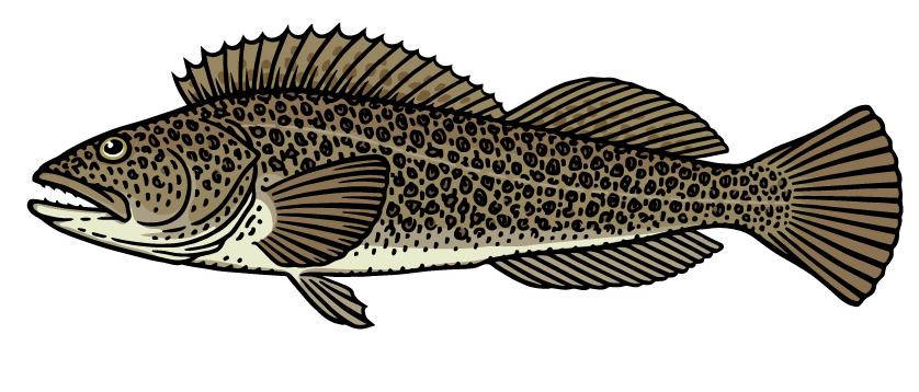 Lingcod illustration