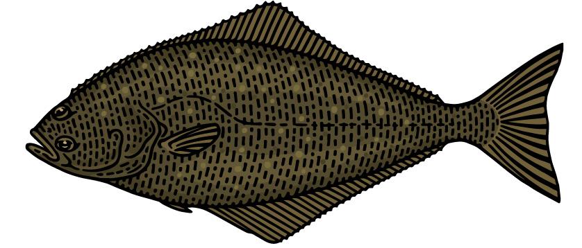 Pacific Halibut illustration