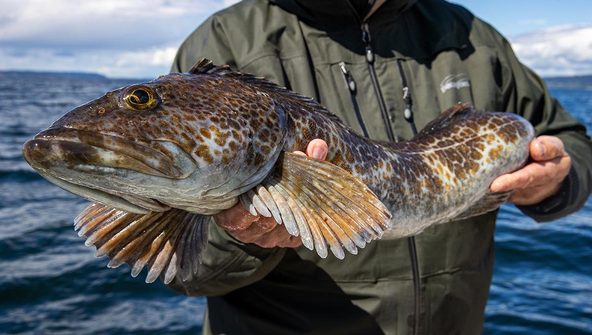 Article Cards Featured Image Keeper sized inch Ling Cod caught in Area of the Puget Sou