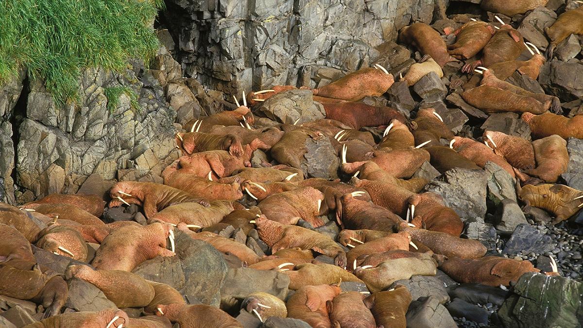 guide to bristol bay walrus island