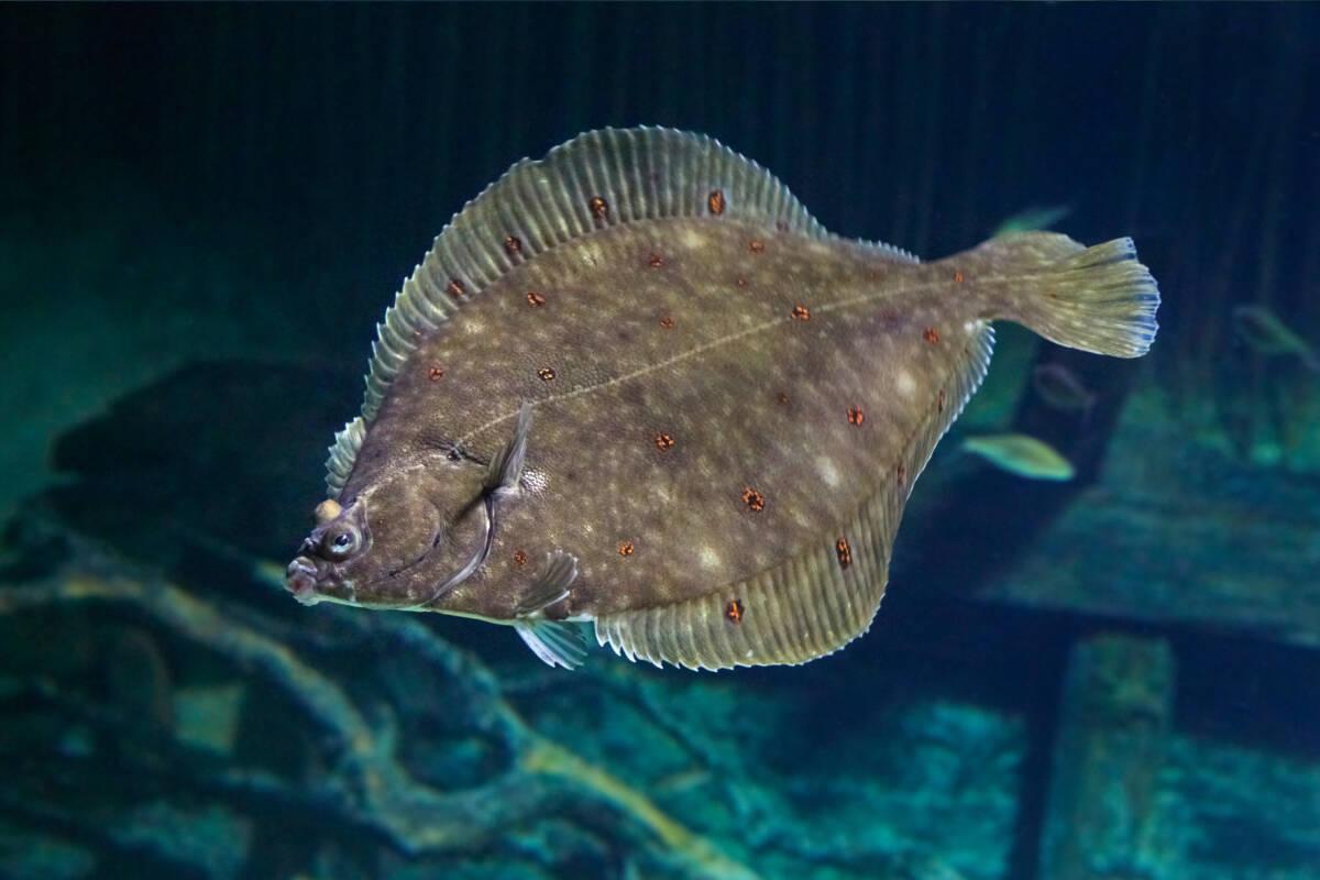 Beautiful flounder on the seabed.