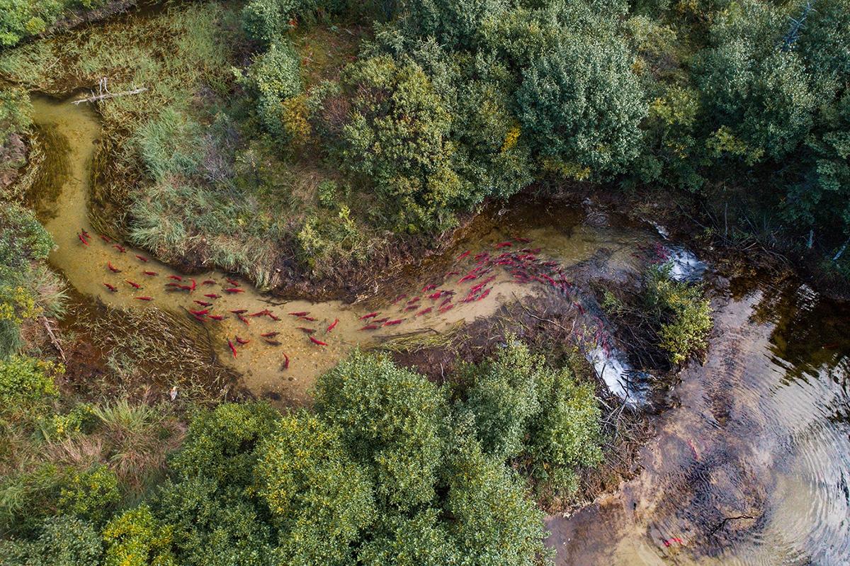 Article Cards Featured Image bristol bay sockeye salmon migration