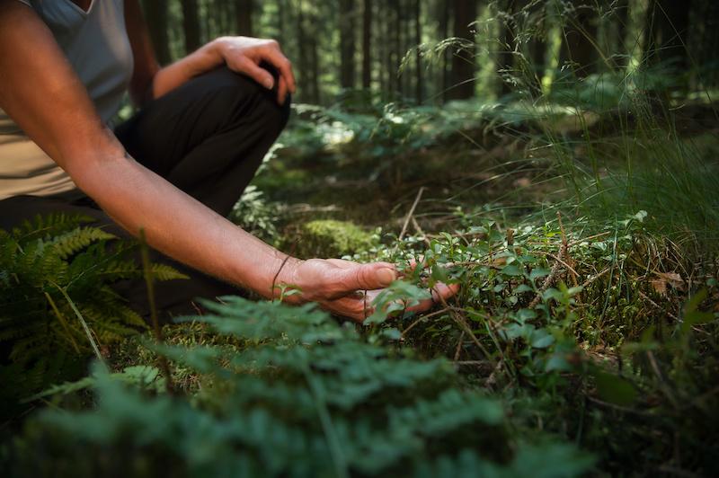 New Year's resolution, forest bathing with someone squatting on a forest trail touching leaves.