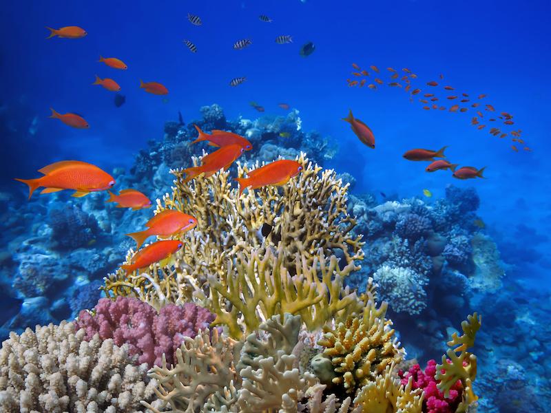 Vibrant and healthy coral reef ecosystem in the crystal clear waters of Red Sea