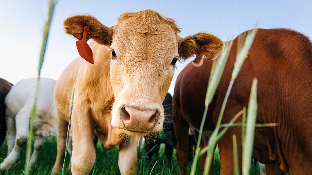 Grass fed beef cows in a field looking at the camera.