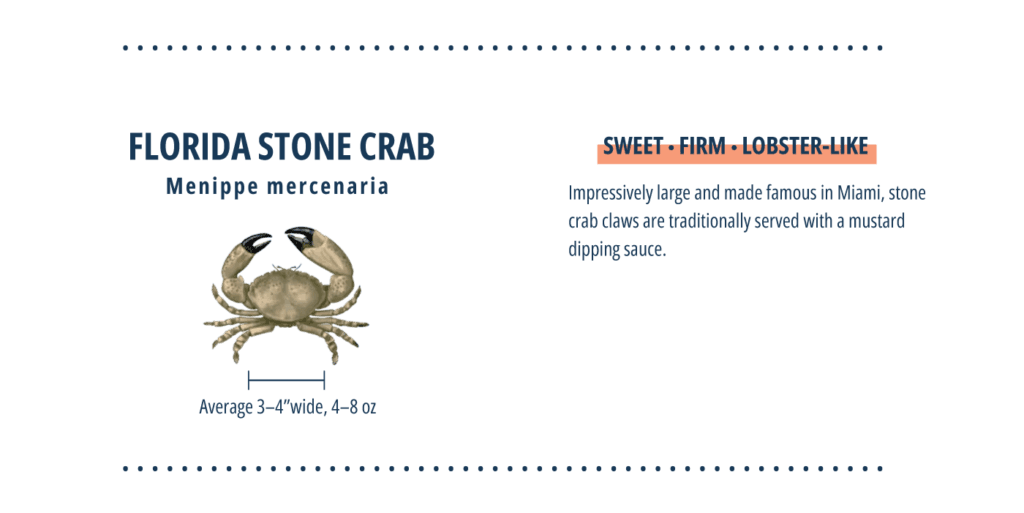 Types of crab, stone crab infographic.