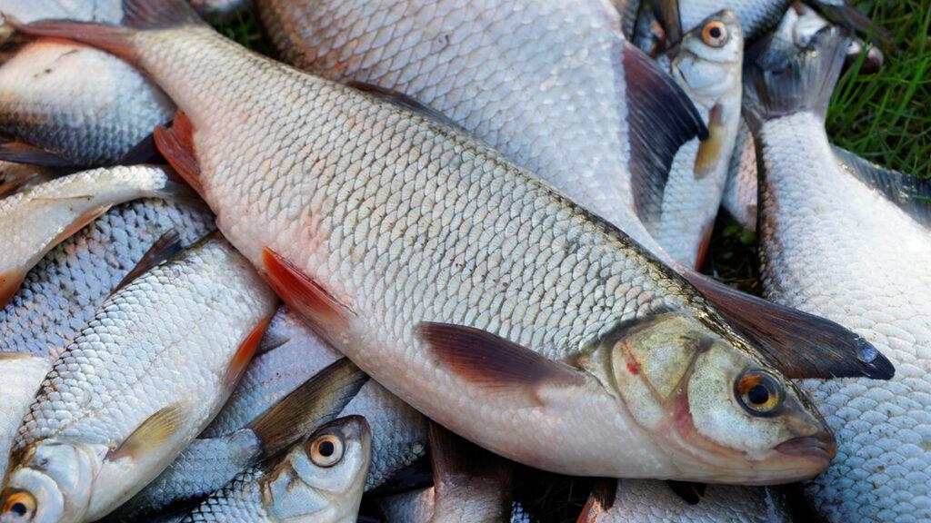 Pile of fish waste on grass