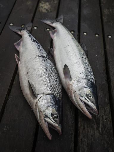 Copper River Salmon on a boat deck.